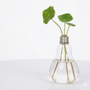 Vaso de Planta em Lâmpada Hidropônico Decorativo